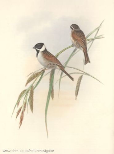 Junco The Reed Sparrow - Emberiza schœniclus - тростниковая овсянка